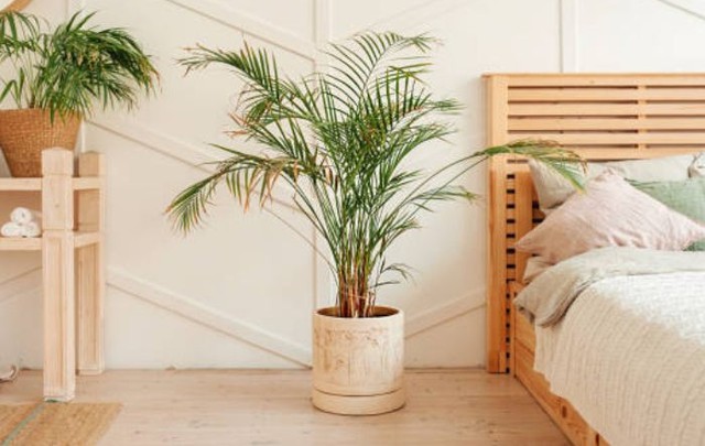 Loại cây nhả oxy vào ban đêm vừa giúp phòng ngủ thêm phần sinh động lại giảm căng thẳng hiệu quả - Ảnh 2.