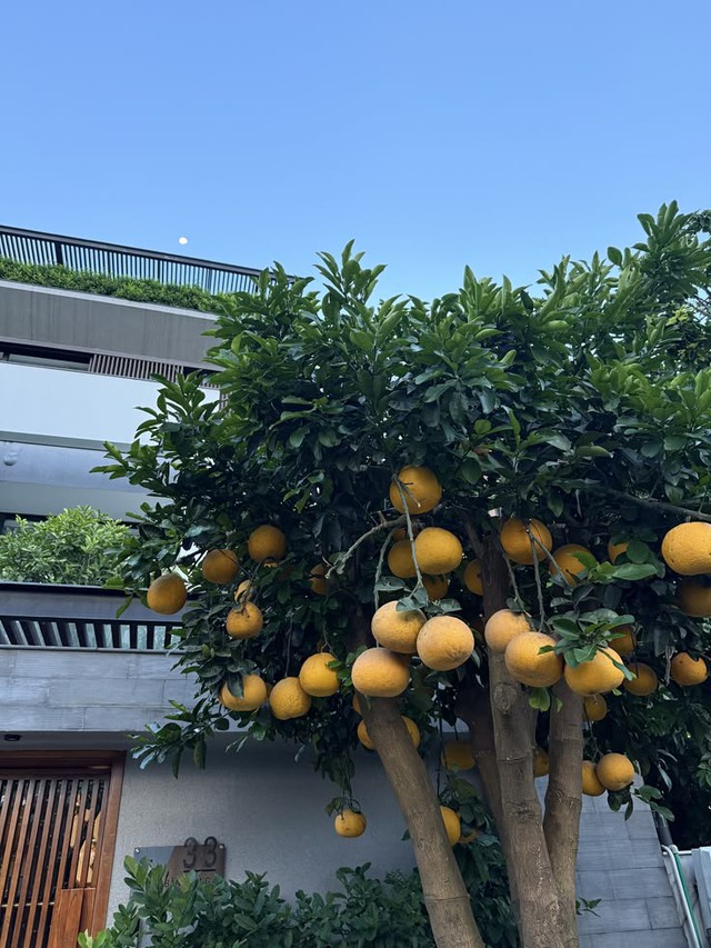 Vị trí trồng cây bưởi mang lại may mắn và những lưu ý khi trồng cây bưởi trước nhà - Ảnh 2.