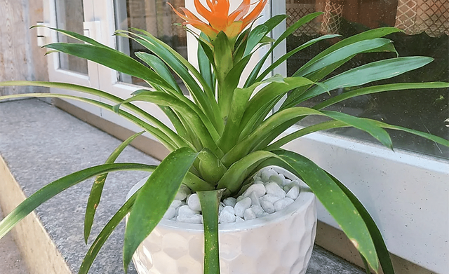 C&acirc;y trồng phong thủy cho mệnh Kim, Mộc v&agrave; những con gi&aacute;p n&agrave;y để vượng t&agrave;i ph&aacute;t lộc - Ảnh 2.