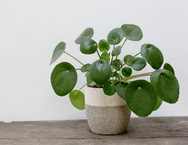Các loại cây mang ý nghĩa may mắn rất dễ chăm sóc cho người bận rộn - Ảnh 1.