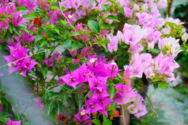 Loại cây trong vườn nên cắt tỉa đầu mùa thu giúp cây trút bỏ cành lá già cỗi, ra hoa nở rộ - Ảnh 2.