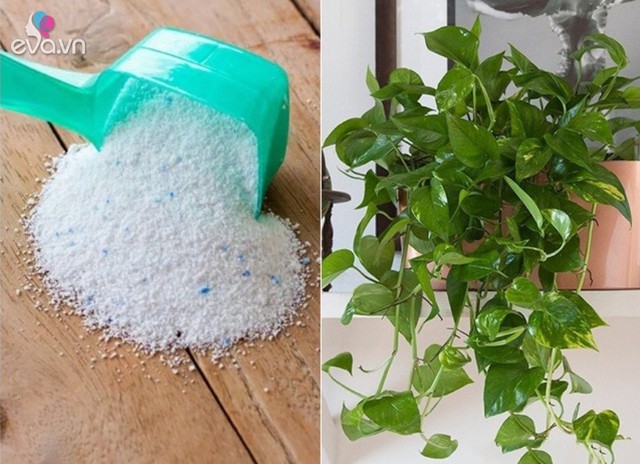 Loại bột tưới c&acirc;y cho hoa nở từng ch&ugrave;m, c&acirc;y xanh tươi tốt kh&ocirc;ng lo s&acirc;u bệnh - Ảnh 1.