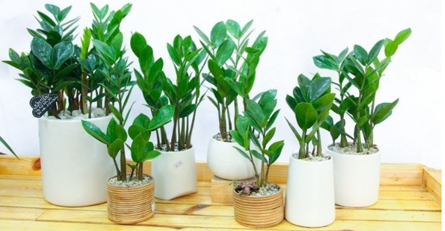 Loại cây hoa đẹp nhưng độc, tuyệt đối không nên trồng trong nhà - Ảnh 1.