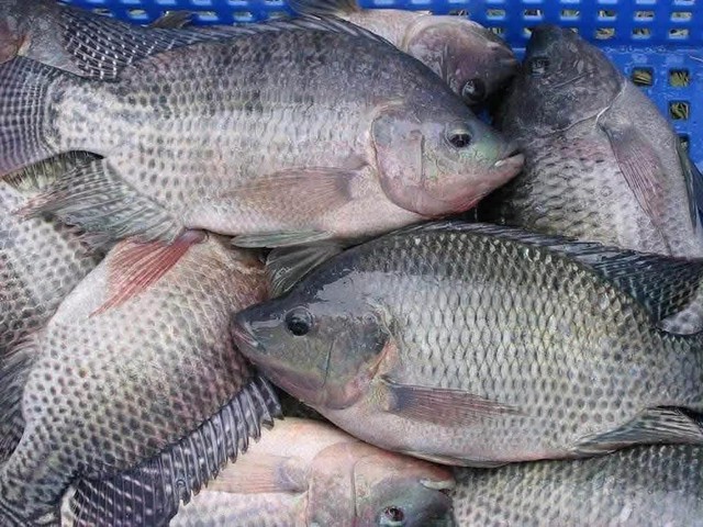 Loại c&aacute; b&aacute;n đầy chợ Việt gi&aacute; chỉ v&agrave;i chục ngh&igrave;n đồng/kg, được khen gi&agrave;u protein hơn c&aacute; hồi - Ảnh 2.