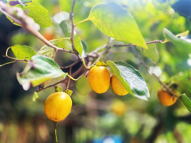 Ti&ecirc;u thương &lsquo;m&aacute;ch&rsquo; c&aacute;ch ph&acirc;n biệt hồng Đ&agrave; Lạt v&agrave; hồng Trung Quốc chỉ cần nh&igrave;n v&agrave;o những đặc điểm n&agrave;y - Ảnh 2.