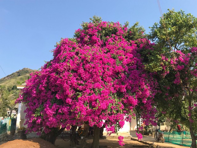 Loại nước "thần kỳ" n&ecirc;n tưới c&acirc;y hoa giấy để hoa nở rộ v&agrave; l&yacute; do trồng trong nh&agrave; lại bị coi l&agrave; đại kỵ - Ảnh 2.