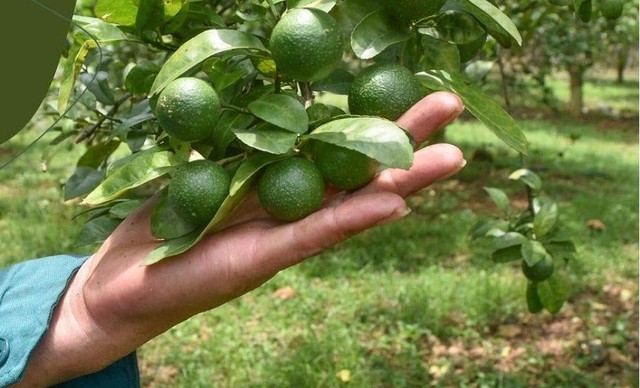 Loại cây giá rẻ tốt cho gan và tim mạch, mang lại sự hài hòa cho phong thủy với người mệnh Hỏa, Mộc, Thủy - Ảnh 2.