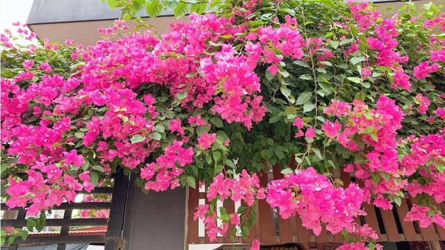Loại nước "thần kỳ" n&ecirc;n tưới c&acirc;y hoa giấy để hoa nở rộ v&agrave; l&yacute; do trồng trong nh&agrave; lại bị coi l&agrave; đại kỵ - Ảnh 1.