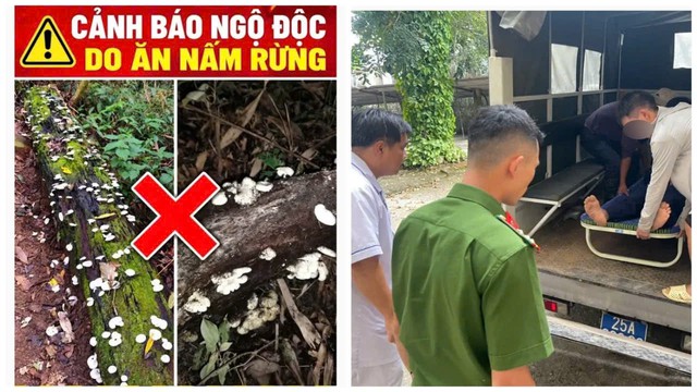 Nguy cơ ngộ độc nấm dại ở Lai Ch&acirc;u: Cảnh b&aacute;o cho người d&acirc;n năm 2026 - Ảnh 1.