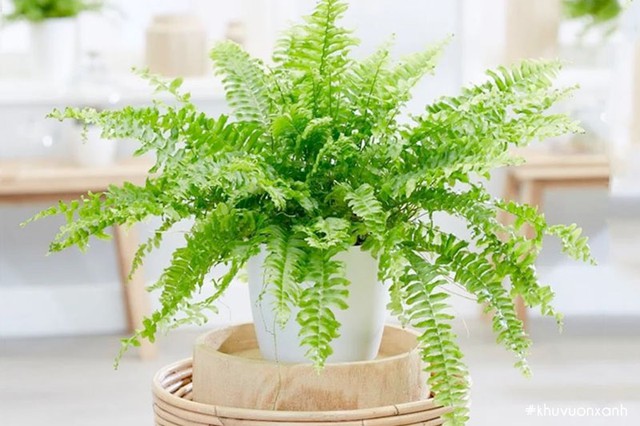 Loại c&acirc;y trồng trong nh&agrave; m&aacute;t như đi spa, h&uacute;t kh&iacute; độc lại gi&uacute;p con đường c&ocirc;ng danh may mắn - Ảnh 1.