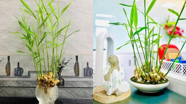Đ&acirc;y l&agrave; l&yacute; do v&igrave; sao xu hướng trồng gừng thủy sinh trong nh&agrave; ng&agrave;y c&agrave;ng được ưa chuộng? - Ảnh 2.