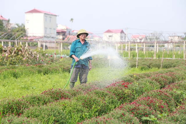 Cảnh tất bật tại làng hoa Ninh Phúc , Ninh Bình những ngày cận Tết Nguyên đán 2026 - Ảnh 7. Cảnh tất bật tại làng hoa Ninh Phúc , Ninh Bình những ngày cận Tết Nguyên đán 2026 - Ảnh 7.