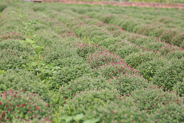 Cảnh tất bật tại làng hoa Ninh Phúc , Ninh Bình những ngày cận Tết Nguyên đán 2026 - Ảnh 2. Cảnh tất bật tại làng hoa Ninh Phúc , Ninh Bình những ngày cận Tết Nguyên đán 2026 - Ảnh 2.