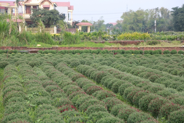Cảnh tất bật tại làng hoa Ninh Phúc , Ninh Bình những ngày cận Tết Nguyên đán 2026 - Ảnh 1. Cảnh tất bật tại làng hoa Ninh Phúc , Ninh Bình những ngày cận Tết Nguyên đán 2026 - Ảnh 1.