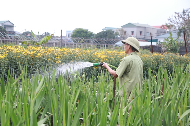 Cảnh tất bật tại làng hoa Ninh Phúc , Ninh Bình những ngày cận Tết Nguyên đán 2026 - Ảnh 3. Cảnh tất bật tại làng hoa Ninh Phúc , Ninh Bình những ngày cận Tết Nguyên đán 2026 - Ảnh 3.