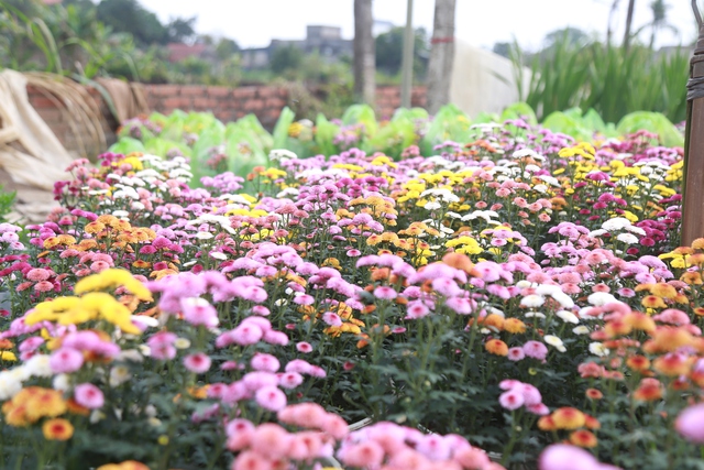 Cảnh tất bật tại làng hoa Ninh Phúc , Ninh Bình những ngày cận Tết Nguyên đán 2026 - Ảnh 9. Cảnh tất bật tại làng hoa Ninh Phúc , Ninh Bình những ngày cận Tết Nguyên đán 2026 - Ảnh 9.