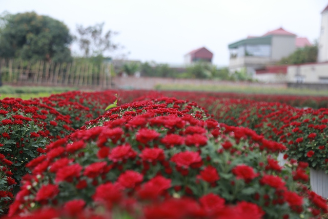 Cảnh tất bật tại làng hoa Ninh Phúc , Ninh Bình những ngày cận Tết Nguyên đán 2026 - Ảnh 8. Cảnh tất bật tại làng hoa Ninh Phúc , Ninh Bình những ngày cận Tết Nguyên đán 2026 - Ảnh 8.