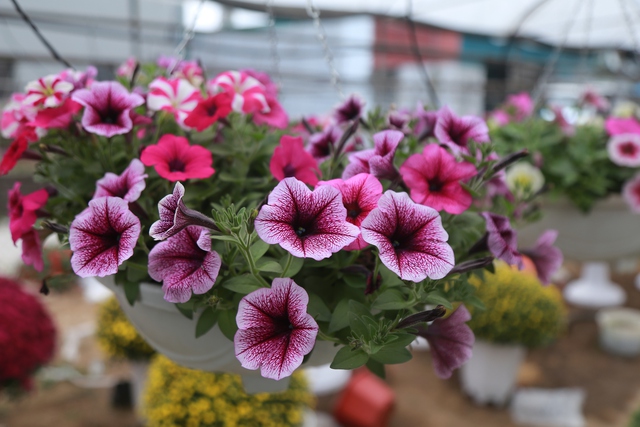 Cảnh tất bật tại làng hoa Ninh Phúc , Ninh Bình những ngày cận Tết Nguyên đán 2026 - Ảnh 11. Cảnh tất bật tại làng hoa Ninh Phúc , Ninh Bình những ngày cận Tết Nguyên đán 2026 - Ảnh 11.