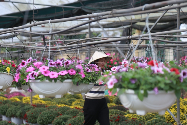 Cảnh tất bật tại làng hoa Ninh Phúc , Ninh Bình những ngày cận Tết Nguyên đán 2026 - Ảnh 10. Cảnh tất bật tại làng hoa Ninh Phúc , Ninh Bình những ngày cận Tết Nguyên đán 2026 - Ảnh 10.
