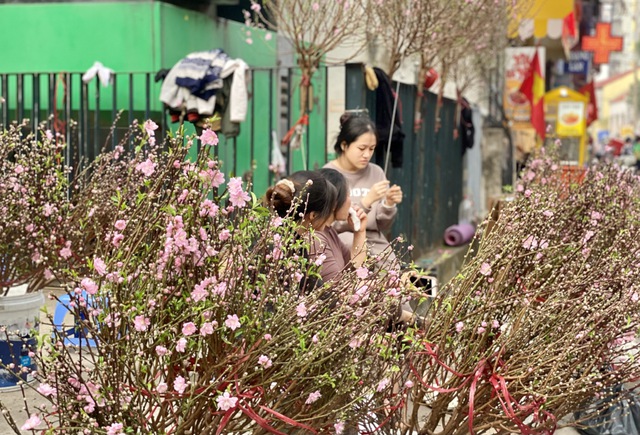 Đ&agrave;o mini g&aacute; v&agrave;i chục ngh&igrave;n đồng/c&agrave;nh h&uacute;t kh&aacute;ch chơi dịp Tết 2026 - Ảnh 5.