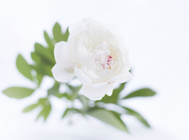 12 cung ho&agrave;ng đạo năm 2026 v&agrave; gam m&agrave;u may mắn quyết định vận tr&igrave;nh cả năm - Ảnh 3.