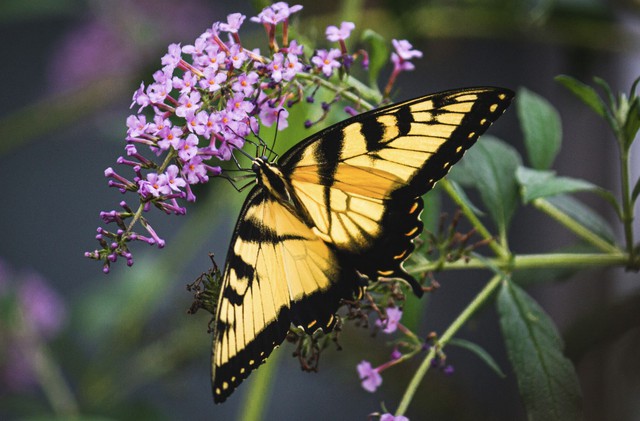 Sống tốt chưa chắc bằng sinh đ&uacute;ng ng&agrave;y: 4 ng&agrave;y &Acirc;m lịch đại c&aacute;t, ph&uacute;c lộc k&eacute;o d&agrave;i nhiều thế hệ - Ảnh 1.