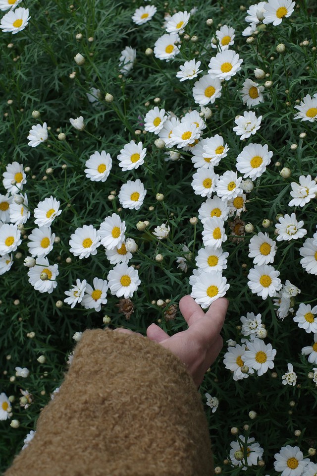 Thanh Hằng 'sống chậm' ở Đ&agrave; Lạt trong những ng&agrave;y gi&aacute;p Tết - Ảnh 8.