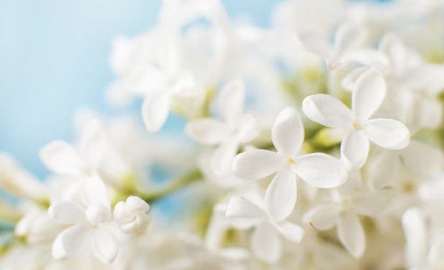 Th&aacute;ng sinh &Acirc;m lịch của người quyết đo&aacute;n: Số mệnh t&ocirc;i luyện th&agrave;nh người dẫn đầu - Ảnh 1.