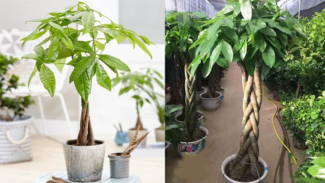 Người mệnh Kim muốn c&oacute; nhiều t&agrave;i lộc trong năm 2026 th&igrave; cần l&agrave;m ngay việc n&agrave;y - Ảnh 1.