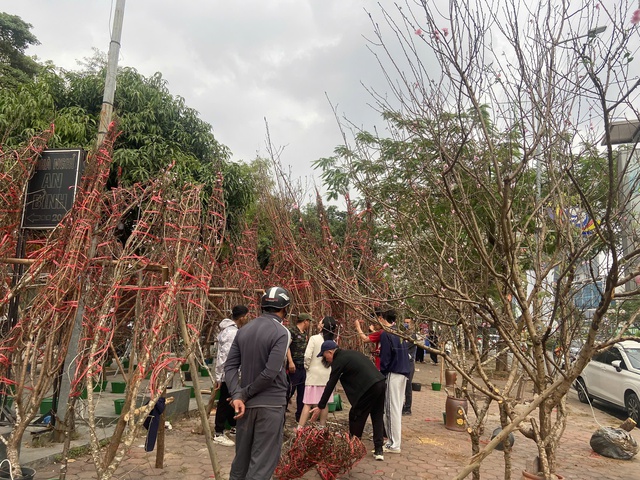 Chi hơn 20 triệu đồng để săn đ&agrave;o rừng độc, lạ, d&aacute;ng đẹp chơi Tết B&iacute;nh ngọ 2026 - Ảnh 2.