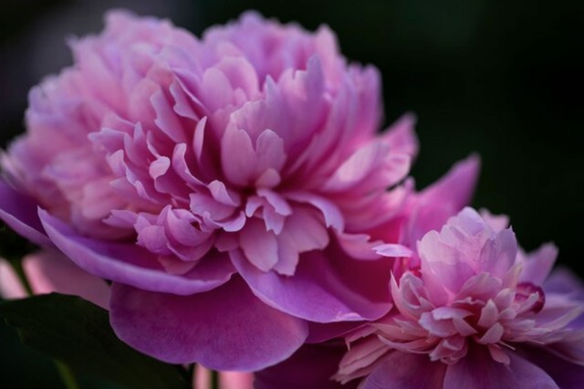 Số cuối ng&agrave;y sinh &Acirc;m lịch của người phụ nữ gi&agrave;u t&igrave;nh cảm, hậu vận kh&ocirc;ng lo thiếu thốn - Ảnh 4.