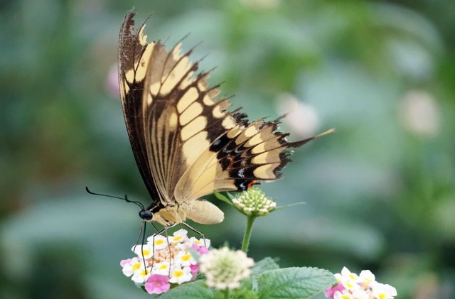 Số cuối ng&agrave;y sinh &Acirc;m lịch tiết lộ người kh&ocirc;n ngoan: C&agrave;ng lớn tuổi c&agrave;ng ph&aacute;t t&agrave;i - Ảnh 1.