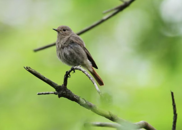 4 khung giờ sinh &Acirc;m lịch mang ph&uacute;c kh&iacute;, tuổi gi&agrave; đủ đầy, thong dong - Ảnh 4.