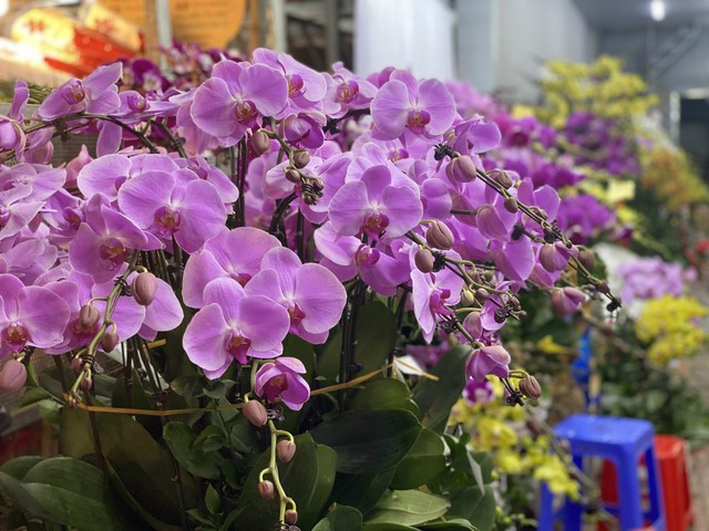 Những loại hoa n&agrave;o đang được chị em thi nhau &lsquo;săn đ&oacute;n&rsquo; trong dịp Rằm th&aacute;ng Gi&ecirc;ng năm 2026? - Ảnh 6.