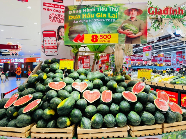 Chỉ 8.500 đồng/kg, dưa hấu Gia Lai rẻ bất ngờ giữa l&uacute;c gi&aacute; xăng dầu tăng - Ảnh 6.