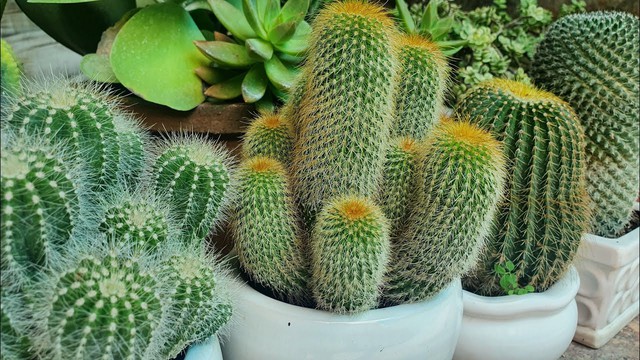 C&acirc;y xương rồng c&oacute; trừ t&agrave; kh&ocirc;ng? - Ảnh 2.