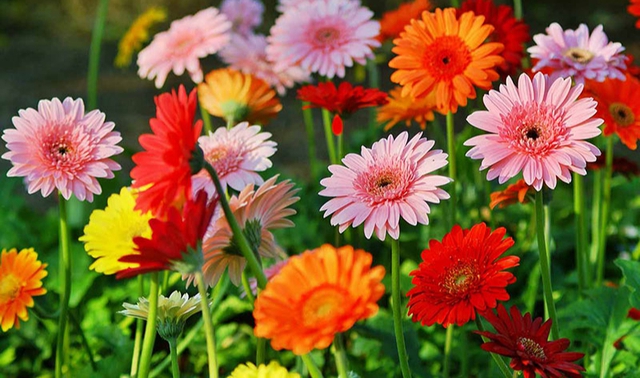 Khi về nhà mới nên cắm loài hoa này trên bàn thờ để rước lộc, bình an, may mắn - Ảnh 1. Khi về nhà mới nên cắm loài hoa này trên bàn thờ để rước lộc, bình an, may mắn - Ảnh 1.