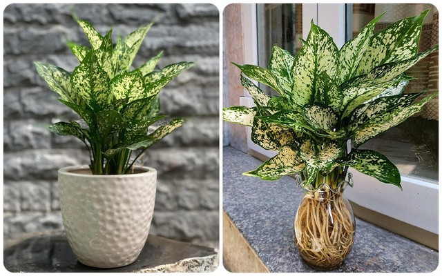 Đặt c&acirc;y n&agrave;y tr&ecirc;n b&agrave;n l&agrave;m việc kh&ocirc;ng chỉ gi&uacute;p thanh lọc kh&ocirc;ng kh&iacute; m&agrave; c&ograve;n mang đến t&agrave;i lộc, may mắn - Ảnh 3.