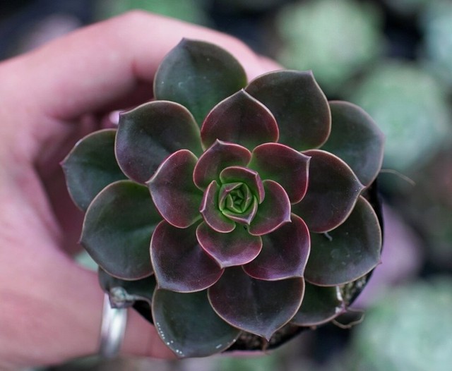 Đặt c&acirc;y n&agrave;y tr&ecirc;n b&agrave;n l&agrave;m việc kh&ocirc;ng chỉ gi&uacute;p thanh lọc kh&ocirc;ng kh&iacute; m&agrave; c&ograve;n mang đến t&agrave;i lộc, may mắn - Ảnh 5.