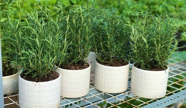 Đặt c&acirc;y n&agrave;y tr&ecirc;n b&agrave;n l&agrave;m việc kh&ocirc;ng chỉ gi&uacute;p thanh lọc kh&ocirc;ng kh&iacute; m&agrave; c&ograve;n mang đến t&agrave;i lộc, may mắn - Ảnh 2.