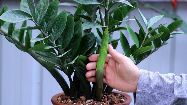 Đặt c&acirc;y n&agrave;y tr&ecirc;n b&agrave;n l&agrave;m việc kh&ocirc;ng chỉ gi&uacute;p thanh lọc kh&ocirc;ng kh&iacute; m&agrave; c&ograve;n mang đến t&agrave;i lộc, may mắn - Ảnh 1.