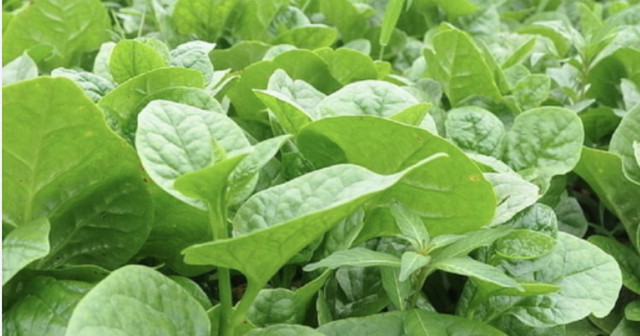 Bị sỏi thận c&oacute; n&ecirc;n ăn rau mồng tơi kh&ocirc;ng? - Ảnh 2.