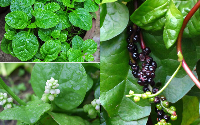 Bị sỏi thận c&oacute; n&ecirc;n ăn rau mồng tơi kh&ocirc;ng? - Ảnh 1.