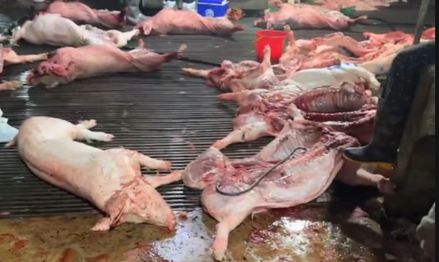 Vụ gần 300 tấn thịt lợn nhiễm dịch tả ch&acirc;u Phi: Ngo&agrave;i C&ocirc;ng ty Suất ăn C&ocirc;ng nghiệp H&agrave; Nội, th&ecirc;m 3 c&ocirc;ng ty 'tuồn' lợn bệnh v&agrave;o 26 trường học - Ảnh 4.