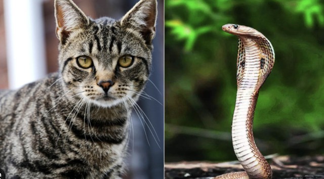 Nhà có 1 trong 4 cặp đôi con giáp này: Tiền bạc kéo đến, giàu sang 3 đời - Ảnh 3. Nhà có 1 trong 4 cặp đôi con giáp này: Tiền bạc kéo đến, giàu sang 3 đời - Ảnh 3.