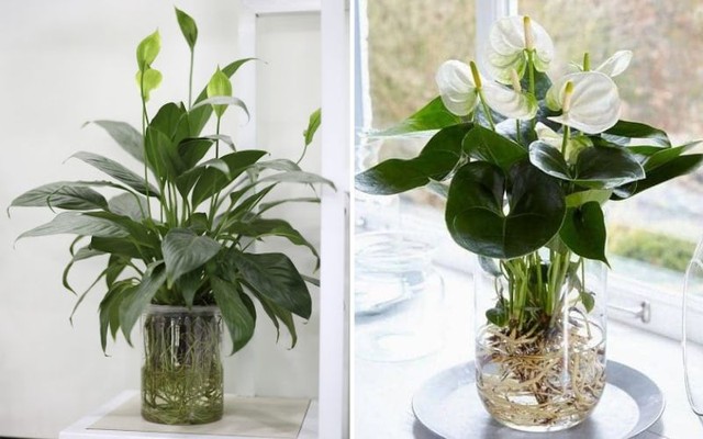 Muốn giải xui, gi&uacute;p t&agrave;i vận may mắn, đ&oacute;n c&aacute;t kh&iacute; v&agrave;o nh&agrave; th&igrave; l&agrave;m theo c&aacute;ch n&agrave;y - Ảnh 4.