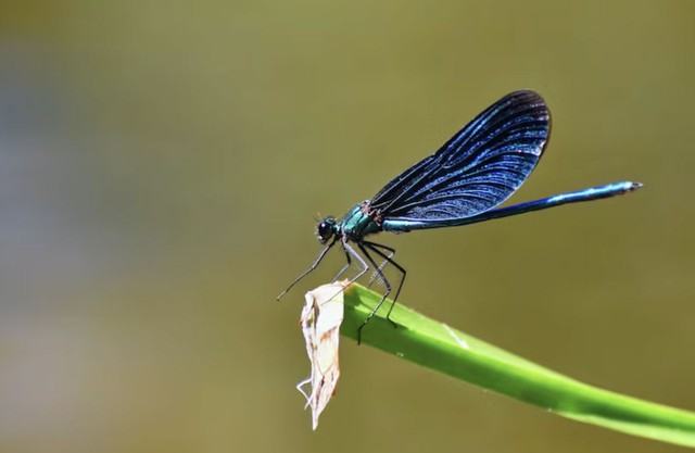 Th&aacute;ng sinh &Acirc;m lịch của người phụ nữ đảm đang, nhiều ph&uacute;c kh&iacute;, nh&agrave; cửa dễ thịnh vượng - Ảnh 2.