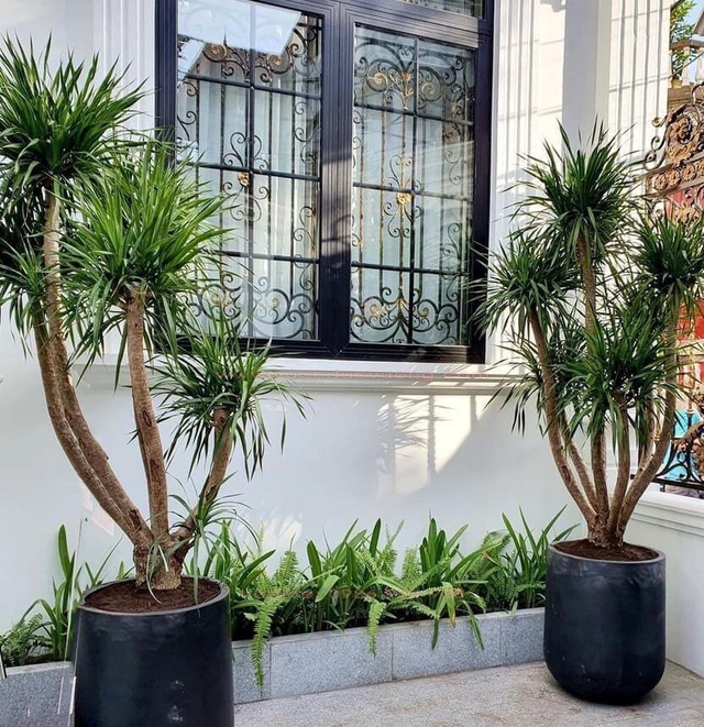 Nh&agrave; bạn c&oacute; &acirc;m kh&iacute;, đừng lo, h&atilde;y đặt ngay loại c&acirc;y n&agrave;y để trừ t&agrave;, tr&aacute;nh xui xẻo - Ảnh 2.