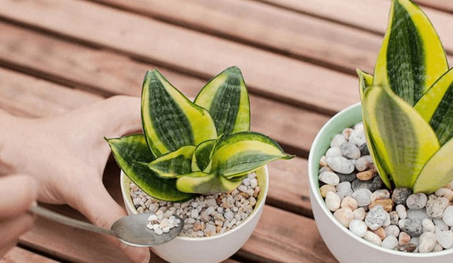 Nh&agrave; bạn c&oacute; &acirc;m kh&iacute;, đừng lo, h&atilde;y đặt ngay loại c&acirc;y n&agrave;y để trừ t&agrave;, tr&aacute;nh xui xẻo - Ảnh 3.