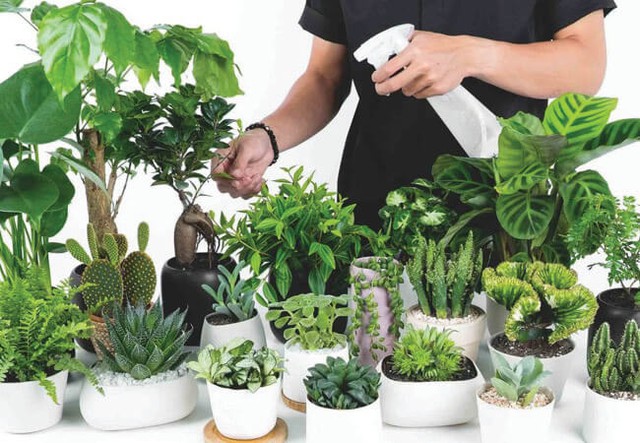 Nh&agrave; bạn c&oacute; &acirc;m kh&iacute;, đừng lo, h&atilde;y đặt ngay loại c&acirc;y n&agrave;y để trừ t&agrave;, tr&aacute;nh xui xẻo - Ảnh 4.